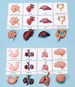 Montessori Human Organs 3-Part Cards & Matching Miniatures