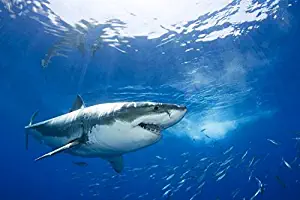 Imagekind Wall Art Print entitled Mexico, Guadalupe Island, Great White Shark by Design Pics | 24 x 16