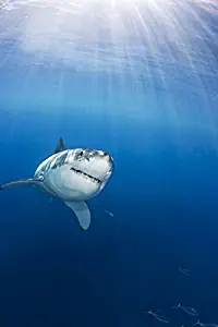 Imagekind Wall Art Print entitled Mexico, Guadalupe Island, Great White Shark by Design Pics | 11 x 16