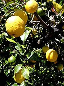 Green Leaf Meyer Dwarf Lemon Tree 35 Seeds indoor/outdoor by Earth Home