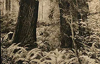 Scenic Woods, Near Eureka Eureka, California CA Original Vintage Postcard