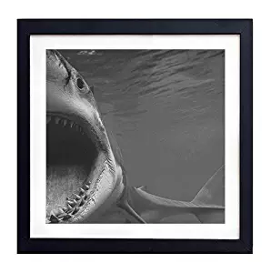 Great White Shark - Art Print Black Wood Framed Wall Art Picture For Home Decoration - Black and White 14"x14" (35cmx35cm) - Framed