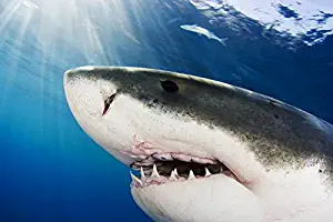 Imagekind Wall Art Print entitled Mexico, Great White Shark by Design Pics | 32 x 21