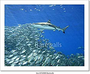 Barewalls Blacktip Reef Shark with Fish Paper Print Wall Art (8in. x 10in.)