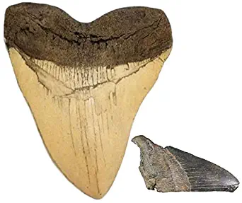 Cast White Megalodon Shark Tooth & Genuine Fossil Meg Tooth Partial