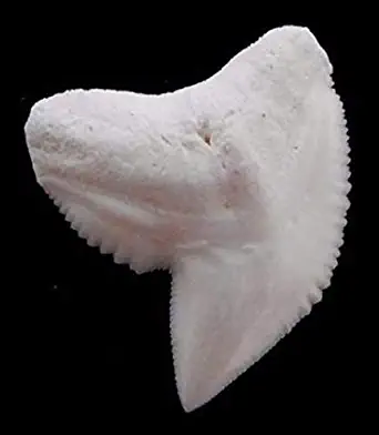 Gems Under the Sea Real Tiger Shark Tooth/Teeth Pendants (33 mm, 1 9/32")