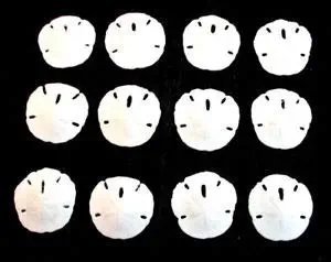 KARPP 12 Small White Florida Sand Dollars 1-1 1/2" Beach Weddings Craft Beach Nautical décor