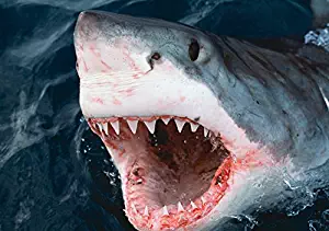 Great white shark breaching the surface Victoria Australia Poster Print by VWPicsStocktrek Images (17 x 11)