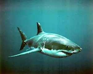 Ocean Animal Wall Decor Wild Great White Shark Art Print Poster (16x20)