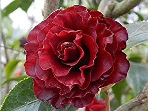 3 Gallon Pot Black Magic Camellia Japonica Tree Plant