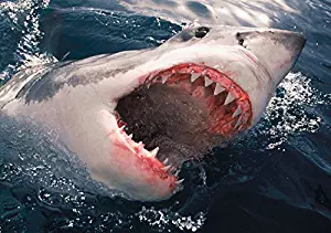 Great white shark breaching the surface Victoria Australia Poster Print by VWPicsStocktrek Images (34 x 22)