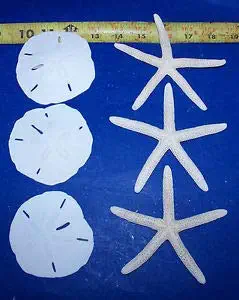 KARPP 3 White Starfish & 3 White Florida SANDDOLLARS Seashell Wedding Craft Item # 320 - Beach Nautical Decor