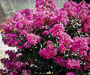 3 Gallon Pot Plum Magic Crape Myrtle Tree Plant