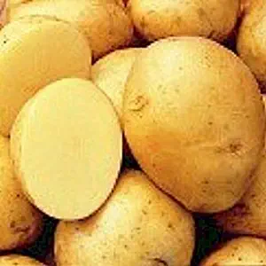 5 lb. SEED POTATOES - Yukon Gold - Organic - ORDER NOW for FALL PLANTING